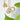 Degree Certificate Charm