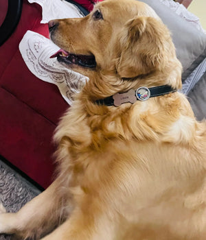 Shopping at Guvit: A Pet Parent’s Dream Come True