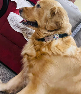 Shopping at Guvit: A Pet Parent’s Dream Come True